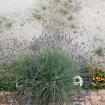 Bed & Breakfast Il Gallo Del Vicino Monte Urano