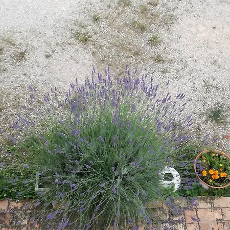 Bed and breakfast Il Gallo Del Vicino Monte Urano